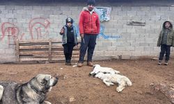 Kuzular belirti göstermeden bir anda telef oluyor