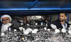 2 bin yıllık tarihi mağarada mantar üretim tesisi kurdu