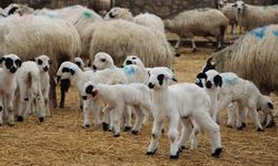 Hayvancılara kritik uyarı: Kuzu ve buzağı bakımında ilk saatler hayati önemde