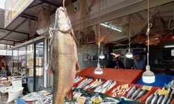 Karakaya Barajı’nda yakalanan 42 kiloluk turna balığı ilgi gördü