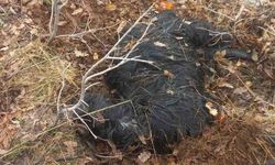 Ağıldan kaçan küçükbaş hayvanları kurtlar parçaladı