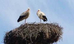 Hasköy’de leylekler aynı güzergahta 18 yuvayı doldurdu
