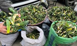 Yüksekova'da yılın ilk otu çiriş, tezgahlardaki yerini aldı