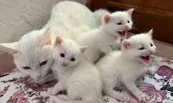 2026 yılının ilk Van kedisi yavruları doğdu