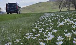 Muş Ovası çiğdemlerle renklendi