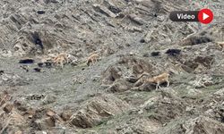 Hakkari’de Dağ Keçileri Görüntülendi