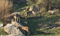 Diyarbakır’da popülasyonu hızlı artan dağ keçileri görüldü