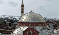 "Baharın habercisi" leylekler Muş Ovası’na gelmeye başladı