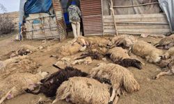 Tunceli’de kurt paniği: 64 koyun telef oldu, 11 koyun yaralı