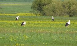 Yüksekova’da Doğa Seferberliği: Nehil Sazlığı İçin Bilimsel Proje Kabul Edildi