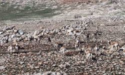 Cudi Dağında ceylan popülasyonu 165’e ulaştı