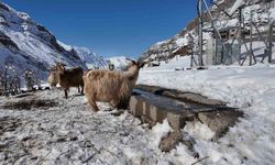 Şırnak’ta keçi besiciliği gittikçe yok oluyor