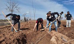 Şanlıurfa Büyükşehir Belediyesi’nden 20 bin çınarlık yeşil hamle