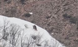 Pülümür Vadisi’nde oyun oynayan ayılar görüntülendi