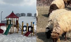 40 kilometre arayla iki mevsim: Yüksekova’da kar, Esendere’de bahar mesaisi