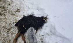 Hakkari’de Ahır Çöktü: 5 Koyun Telef Oldu