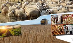 Yüksekovalı Çiftçiler Dikkat! Desteklemeler Bugün Hesaplara Yatırılıyor