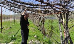 Batman’da ani hava değişimleri meyve bahçelerini vurdu