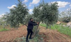 Şanlıurfa’da zeytin üreticilerine kritik uyarı