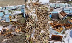 Kış uykusundan uyanan ayılar arılı kovanlara saldırdı