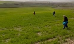 Siirt’te çiftçilerden zorlu mesai: Gübreleme eski usulle yapıldı