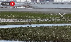 Nehil Sazlığı’nda bahar hareketliliği