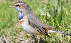 Van Gölü havzası göçmen kuşlarla renklendi