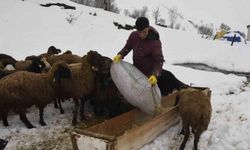 Bitlis’te kış mevsiminin uzaması küçükbaş hayvancılığı vurdu