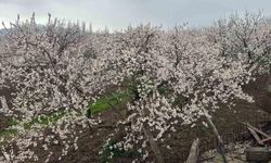 Kars’ta kayısı bahçeleri beyaza büründü: Bereketli sezon umudu