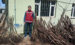 Muradiye’de yüzde 90 hibeli 50 bin adet meyve fidanı dağıtımı yapıldı