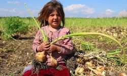 Turfanda soğanda hasat başladı, fiyatı arz-talep belirleyecek