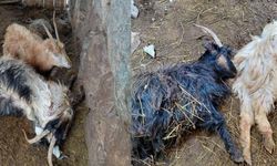 Hakkari'de çok sayıda küçükbaş hayvan telef oldu