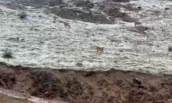 Hakkari yolunda dağ keçileri görüntülendi