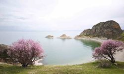 Badem çiçekleri Van Gölü kıyılarını renklendirdi