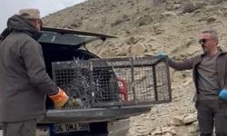 Yüksekova’da yaralı bulunan Hint oklu kirpi, tedavi sonrası yeniden doğaya kavuştu