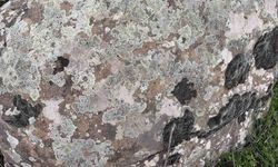 Taşların üzerindeki yosunları kına gibi kullanıyorlar