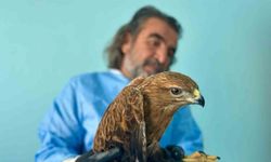 Van Gölü Havzası’ndaki yaban hayatı emin ellerde