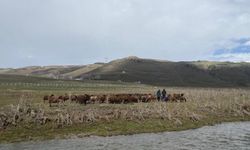 Ağrı’da 120 bin lira maaşa rağmen çoban bulunamıyor