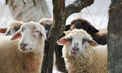 Diyanet 2026 kurban vekalet bedellerini açıkladı