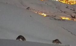 Hakkari’de masalsı şehir görüntüsü eşliğinde tilkilerin oyunu