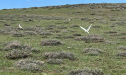 Sığır balıkçılları Yüksekova’da yiyecek ararken görüntülendi
