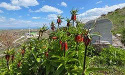 Van’da açan ters laleler göz kamaştırıyor