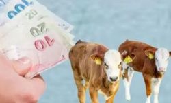 Yüksekova’da buzağı ve kuzu-oğlak destekleri başladı!