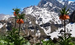 Ters Lale Koparmanın Cezası Belli Oldu