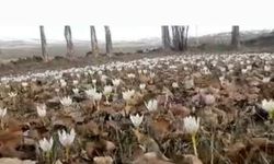 Özalp’te baharın müjdecisi çiğdemler açtı