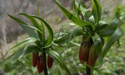 Hakkari’de ters laleler çiçek açtı
