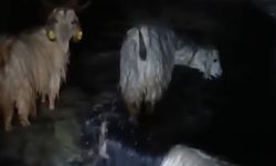 Yüksekova’da ahırları su bastı: Mahsur kalan hayvanlar kurtarıldı