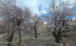 Akdamar Adası’nda renk cümbüşü