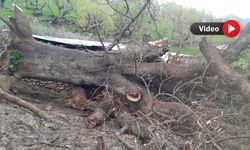 Derecik’te Devrilen Ağaç Ahıra Zarar Verdi: 5 Hayvan Telef Oldu