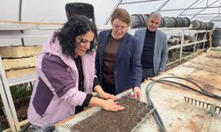 Yüksekova Belediyesi'ne ait serada tohumlar yeşeriyor